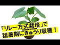 猛暑の7月～8月にキュウリを収穫するための手順！きゅうり猛暑対策の一番手！