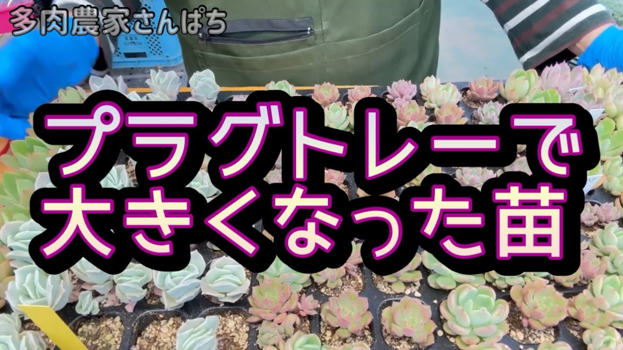 多肉植物】【プラグトレーで大きくなった苗】 - YouTube