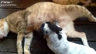 Viral Kucing menyusui anak anjing.