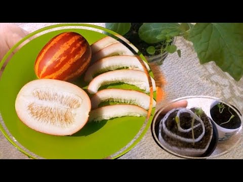 Дыня Хошимина Семена Купить