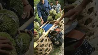 Para Pemgendara Langsung Berhenti Buru Durian Jatuh di Pinggir Jalan