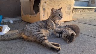 Little kitty feels lonely because one of the kittens is missing.