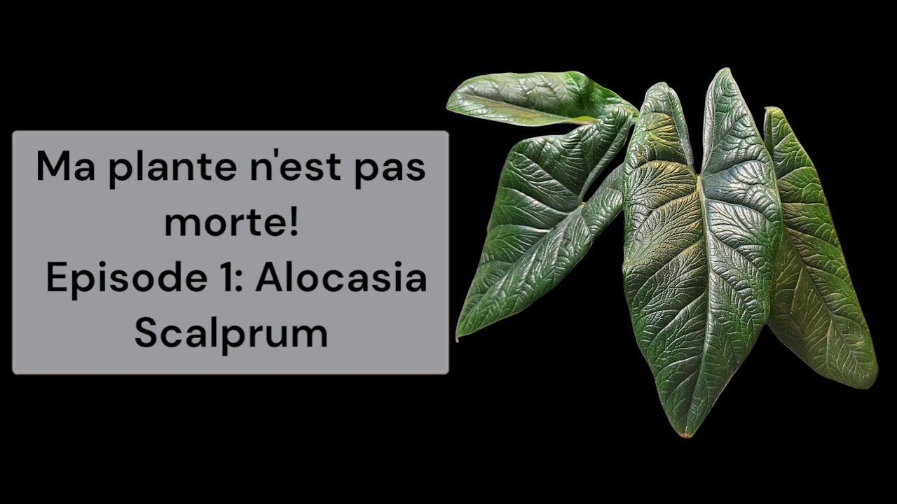 Ma plante n'est pas morte épisode 1: Alocasia Scalprum