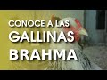 Gallina brahma gigante   el rey de todas las aves de corral