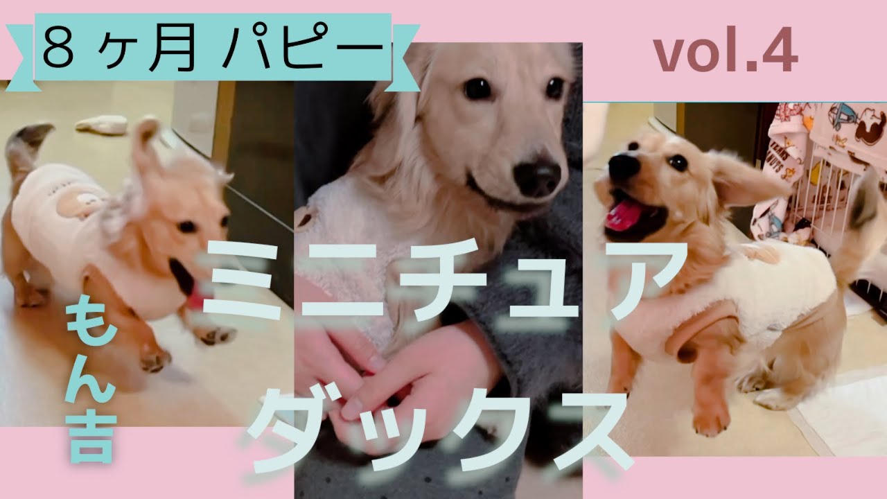 ミニチュアダックスフンドのパピー犬 8ヶ月の男の子を迎えて3〜4日目の動画です♡シェーデッドイエローの子犬