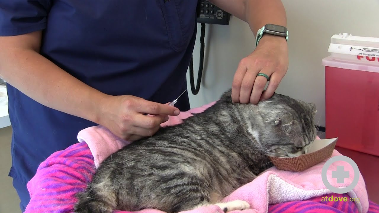 How Long Can a Cat Thrive with Subcutaneous Fluids?