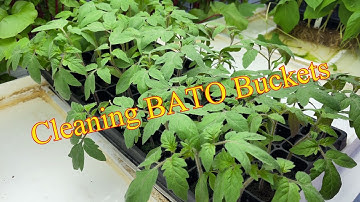Bato Bucket Cleaning - Produce update