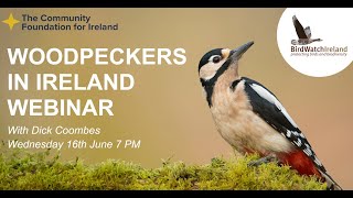 Birds Connect Woodpeckers in Ireland Webinar - 16th June 2021 by BirdWatchIreland 2,648 views 2 years ago 1 hour, 16 minutes