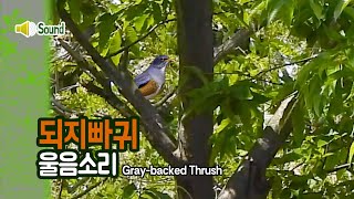 되지빠귀 노래소리 Graybacked Thrush song