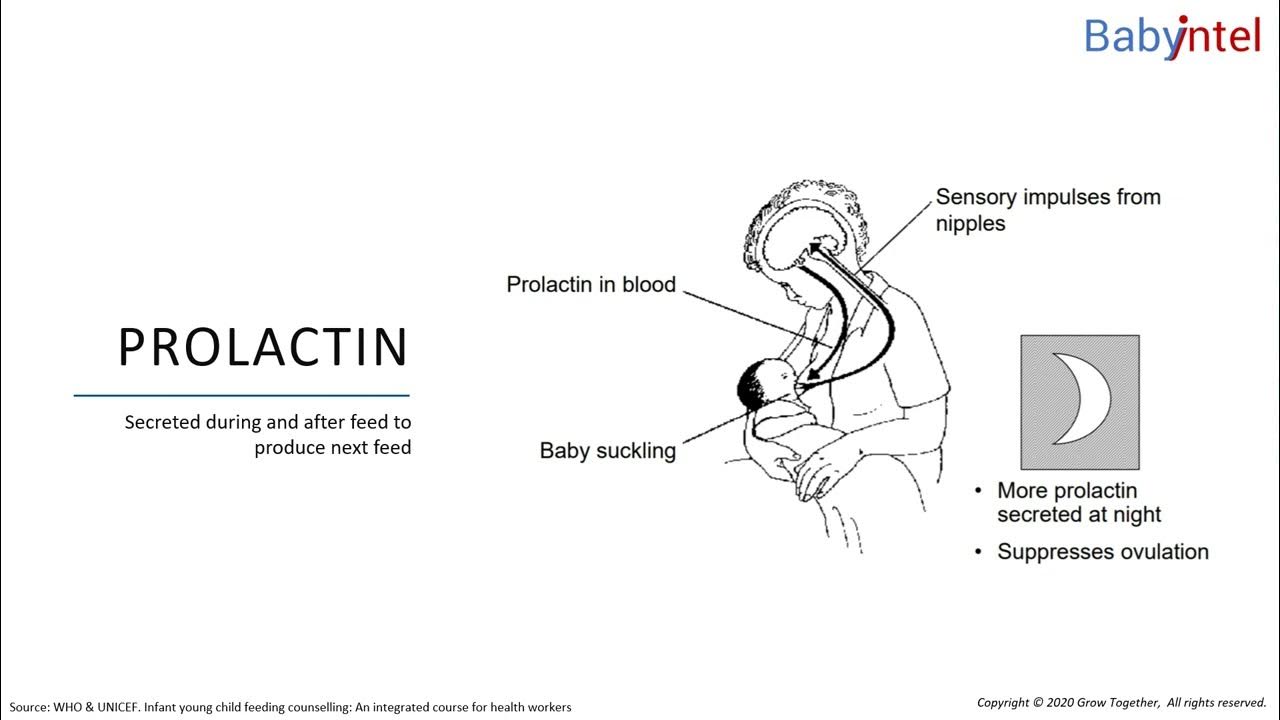 How breastfeeding works. Lesson 1.2.3. Prolactin YouTube