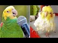 Baby Animals 🔴 Funny Parrots and Cute Birds Compilation (2023) Loros Adorables Recopilación #2
