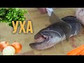 Уха или рыбный суп из сома и семги. Рецепт приготовления вкусной ухи на даче.