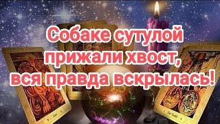 картинка: 💯💥💣ОЛЯ-ЛЯ ‼️СОБАКЕ СУТУЛОЙ ПРИЖАЛИ ХВОСТ, ВСЯ ПРАВДА ВСКРЫЛАСЬ ‼️#таро#маскавражины#ложь #измена