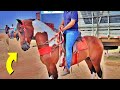 FEIRA DE CAVALO EM CARUARU PE!! SÓ MÁQUINA HOJE!! 22/02/2022