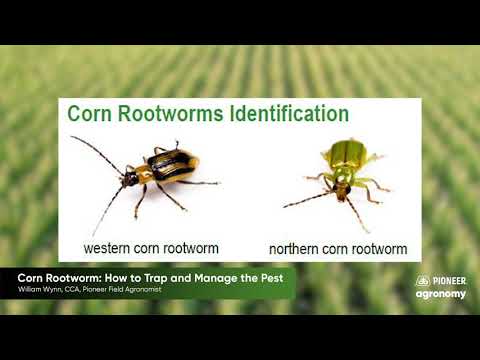 Video: Kiểm soát và xác định thiệt hại của bọ cánh cứng Armyworm