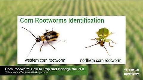 Corn Rootworm: How to Trap and Manage the Pest