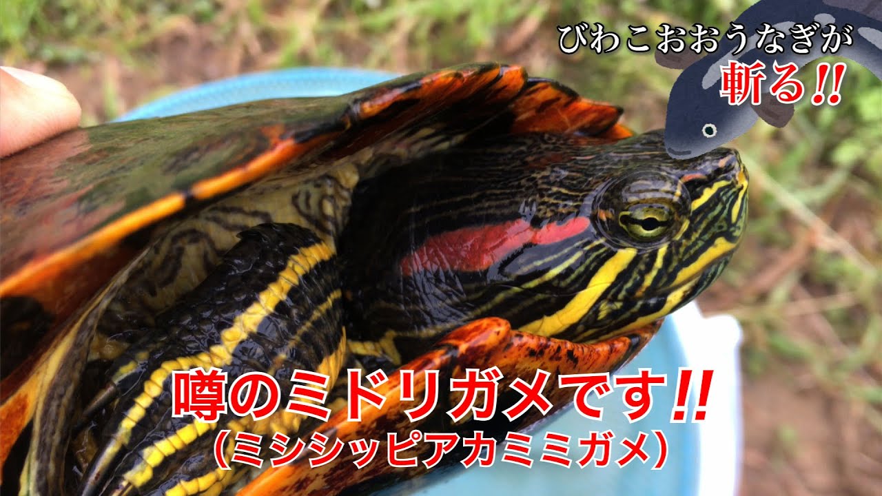 22 05 17 びわこおおうなぎが斬る 010 改正外来生物法が可決成立 さっそくミドリガメ釣っちゃいました Youtube 22 05 17 びわこおおうなぎが斬る 010 改正外来生物法が可決成立 さっそくミドリガメ釣っちゃいました Youtube