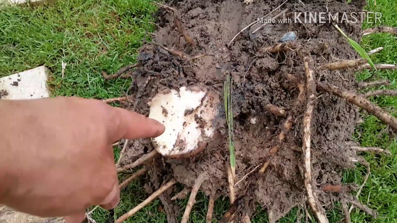 إزالة خلفات الموز من النبتة الأم