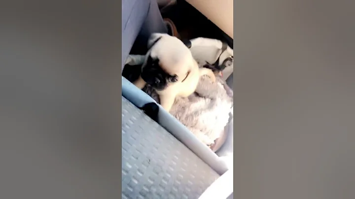 Philly (7weeks)