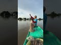 Lưới cá rô đồng mùa nước nổi #phuongmientay #video #youtubeshorts #khampha