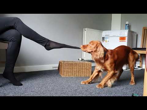 Dog taking off socks!