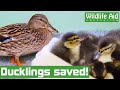 Duck family RESCUED after being hit by a car!
