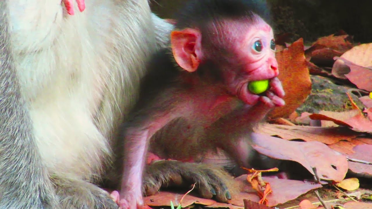 "OM! You Won't Believe What Happened to This Adorable Baby Animal! 🐾😍"