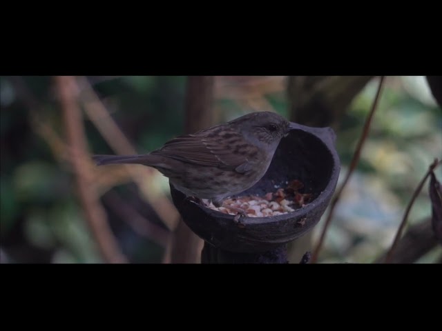 A month in the garden, Shropshire, England, March 2024. British Garden Birds at the bird cafe. class=