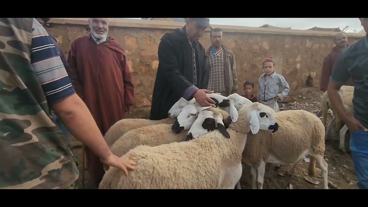 خيࢪات موجودة فـي سـوق الأثـنيـن ابـن احـمـد نقـدم لڪم نعـجة خࢪوف حولى ...