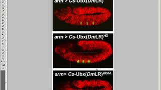 Information Preparing Digital Images for Publication:  Image Integrity News