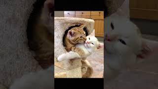 soft love in a loud world #cat #magichour #fyp #catlover #us