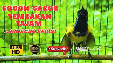 MASTERAN SOGON GACOR PENJEBOL EMOSI SOGON MACET BUNYI TUNGGU 1 MENIT PASTI SOGON RESPON ! #PART 274