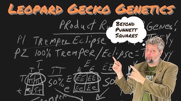 Leopard Gecko Genetics | Beyond Punnett Squares