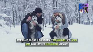 JawDropping Insights into the Siberian Husky:  History Traits Facts