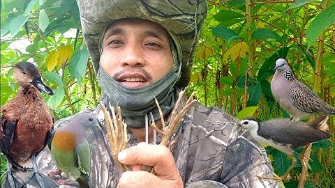 Berburu Burung|| Punai, Belibis, Ruak Ruak, dan Tekukur