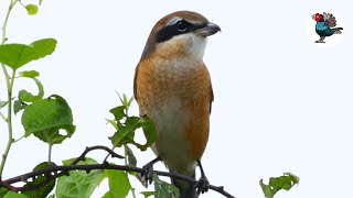 A Bull-headed Shrike Singing Like a Sparrow 🎤スズメみたいに鳴くモズ
