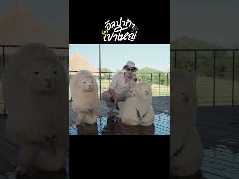 ใกล้ชิด อัลปาก้า ตัวเป็น ๆ ที่ #เขาใหญ่ #อัลปาก้า #travel