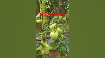 Buah tomat hijau masih mentah #shorts