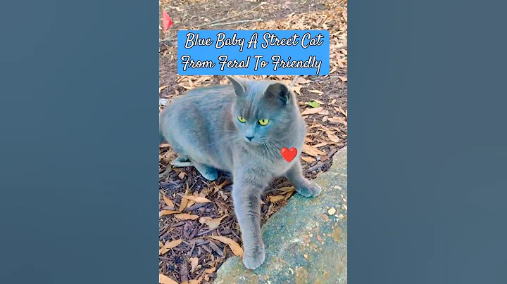 Video 7413411: russian blue cat, gray russian blue, russian blue baby, cat feeding, cat cutecat, pet house