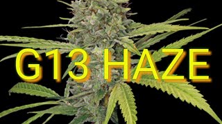 NEW Cannabis Strain Review Uk(G13 Haze)