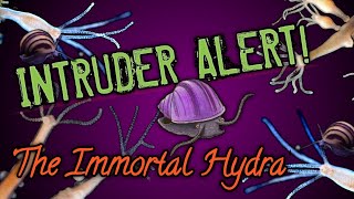 UPDATE VIDEO:  ⚠HYDRA ALERT! Asolene Spixi & Mystery Snails Battle the Hydra!