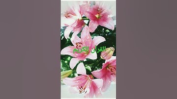 القران الكريم/بصوت الشيخ أبو العينين شعيشع رحمه الله//اللهم صلى وسلم على نبينا محمد