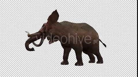 Elephant 2 | Motion Graphics - Envato elements