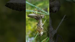 Dragonfly - Naissance de la libellule
