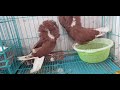 Fancy pigeon jacobin breeding pair