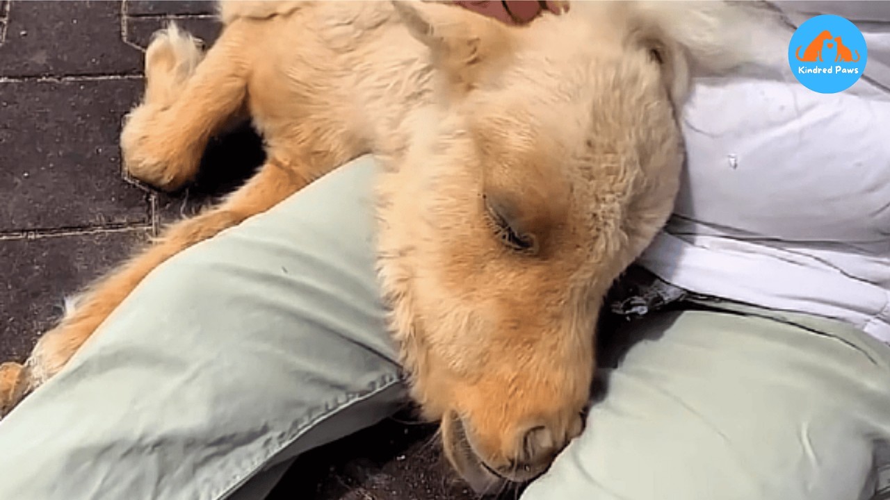 Нас предупреждали, чтобы мы не спасали эту крошечную лошадку.