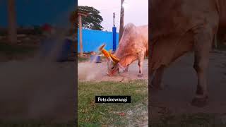 Dangerous kankrej ox of Hossain dairy farm Gowalbari 2022 #gowalbari #shorts #trending