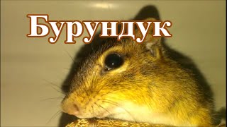 Бурундук. Бурундук в доме. Кот притащил бурундука в дом Бурундук. Бурундук в доме. Кот притащил бурундука в дом
