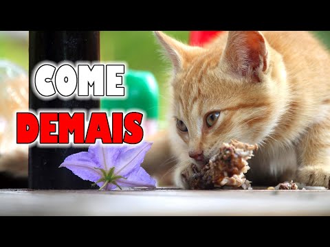 Vídeo: Como manter um gato de comer muito rápido