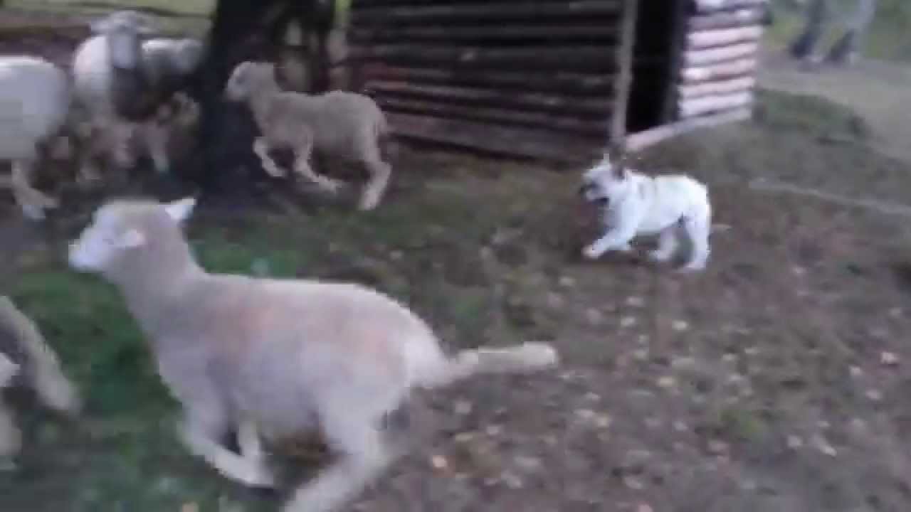 bulldog sheep